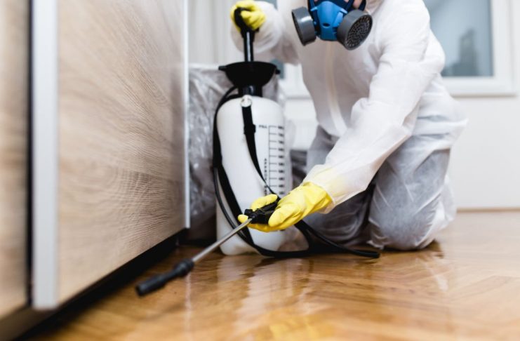 diy pest control vs professional pest control